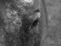 Schwarz-Weiß-Aufnahme eines Pferdeauges und eines Teils des Gesichts mit Details der Haut, der Wimpern und einiger kleiner Insekten.