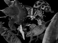 Ein Schwarzweißbild, das verschiedene Tiere, darunter einen Marienkäfer, einen Frosch, einen Seestern und ein Insekt, zeigt, die dicht beieinander auf einem schwarzen Hintergrund angeordnet sind.