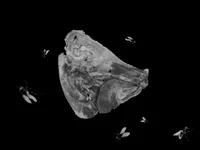 Ein Graustufenbild eines Tierschädels, möglicherweise einer Kuh oder eines Pferdes, der vor einem schwarzen Hintergrund schwebt und von mehreren Fliegen umgeben ist.