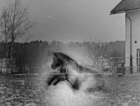 Ein Schwarz-Weiß-Foto zeigt die verschwommene Silhouette eines sich bewegenden Pferdes in einem umzäunten Hof in der Nähe eines Hauses. Im Hintergrund sind kahle Bäume und ein Wald zu sehen. Das Bild wirkt verblasst oder doppelt belichtet.