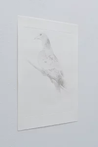 Auf einem weißen Blatt Papier, das an einer hellen Wand angebracht ist, ist eine schwache Graustufenzeichnung eines auf einem Ast sitzenden Vogels zu sehen.