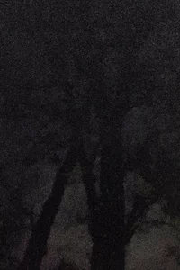 Ein körniges, dunkles Foto, das die schwache Silhouette von Baumstämmen und Ästen bei Nacht zeigt, wobei aufgrund der schwachen Lichtverhältnisse nur sehr wenige Details sichtbar sind.