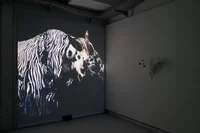 Auf einer dunklen Wand in einem schwach beleuchteten Raum erscheint das projizierte Bild eines zebragestreiften Tieres, möglicherweise eines Pferdes. An der angrenzenden Wand befindet sich eine weiße, gefiederte Maske oder Dekoration.
