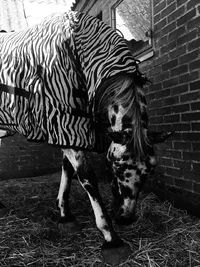 Ein Pferd mit geflecktem Fell trägt eine zebragestreifte Decke, während es in einem Stall auf Stroh neben einer Ziegelwand und einem Fenster steht.