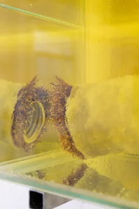 Eine Nahaufnahme eines zylindrischen Objekts mit rauen, haarigen braunen Wucherungen, das teilweise in eine gelbe Flüssigkeit eingetaucht ist und sich auf einer darunter liegenden Glasoberfläche spiegelt.
