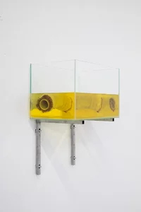 An einer Wand ist ein mit gelber Flüssigkeit gefüllter Glasbehälter angebracht. Im Inneren befinden sich zwei zylindrische Objekte, die an Baumstämme oder Baumstammsegmente erinnern und deren runde Enden sichtbar sind.